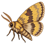 Centre-barred Sallow