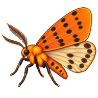 Orange Footman