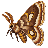 Patrician'S Shrub Moth