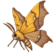 Canary-shouldered Thorn