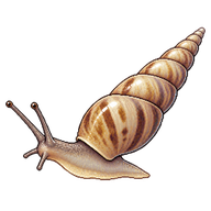 Graceful Awlsnail