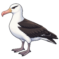 Black-browed Albatross