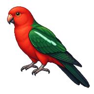 Australian King Parrot