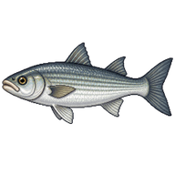 Thicklip Grey Mullet