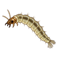 Highland Midge Larva