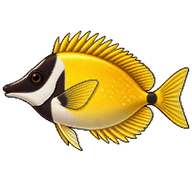 Foxface Rabbitfish