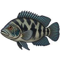 Cuban Cichlid