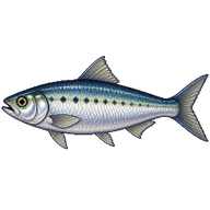 European Pilchard