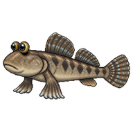 Atlantic Mudskipper