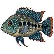Texas Cichlid