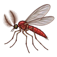 Non-Biting Midge
