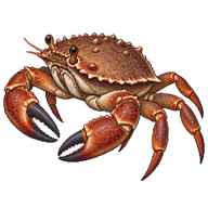 Ozius rugulosus