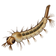 Common House Mosquito Larva