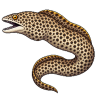 Whitemouth Moray