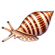 Striated cone