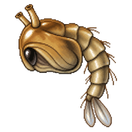 Common House Mosquito Pupa