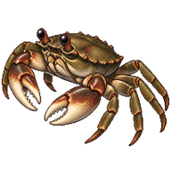 Asian Shore Crab