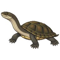 Eastern Long-necked Turtle