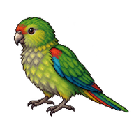 Swift Parrot Fledgling
