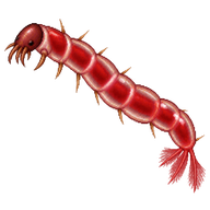 Non-Biting Midge Larva