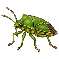 Green Stink Bug