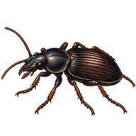 Pennsylvania Dingy Ground Beetle