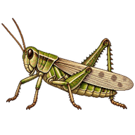 Pallid-winged Grasshopper