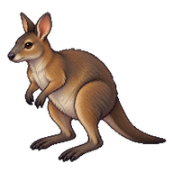 Tasmanian Pademelon