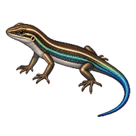 Metallic Skink Juvenile