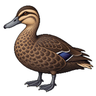 Pacific Black Duck