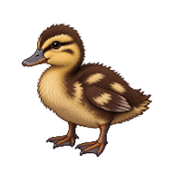 Pacific Black Duck Duckling