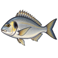 Gilt-head Bream