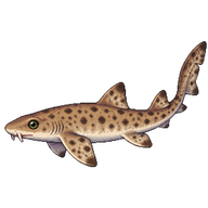 Lesser spotted dogfish