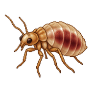 Common Bed Bug Nymph