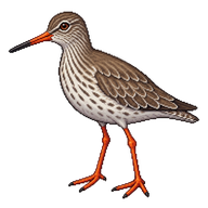 Common Redshank
