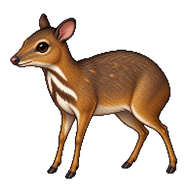 Lesser Mouse-Deer
