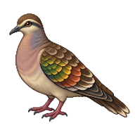 Common Bronzewing