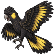 Yellow-tailed Black-Cockatoo