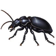 Common Black Ground Beetle