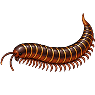 Siamese Pointy-tailed Millipede
