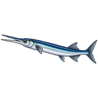Houndfish