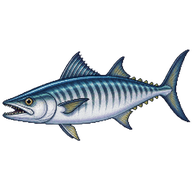 Narrow-barred Spanish Mackerel