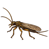 Spring Stonefly