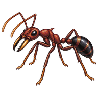 Bull Ant