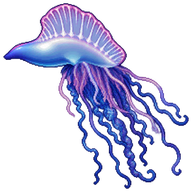 Portuguese Man o' War