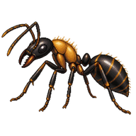 Golden-Spined Carpenter Ant