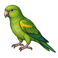 Yellow-chevroned Parakeet