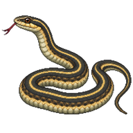Plains Garter Snake