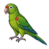 White-eyed Parakeet