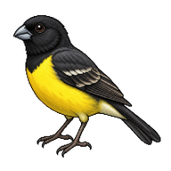 Yellow-bellied Seedeater